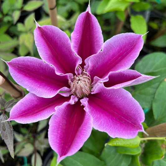 A close-up of the vibrant ‘Dr. Ruppel’ Clematis displays its striking purple and pink pointed petals with a detailed striped center, set against lush green leaves, highlighting this stunning large-flowered clematis - Photo Property of Garden Crossings LLC.
