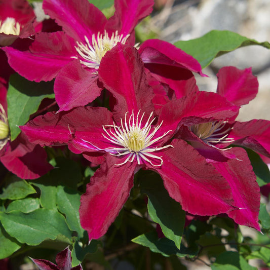 Close-up of vibrant magenta Elpis™ Clematis flowers with large, ruffled petals and white stamens, set among green leaves in sunlight - Photo Courtesy of Donahue's Clematis
