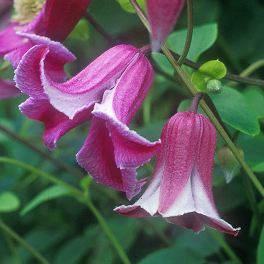 Etoile Rose' Clematis - Photo Courtesy of Donahue's Clematis