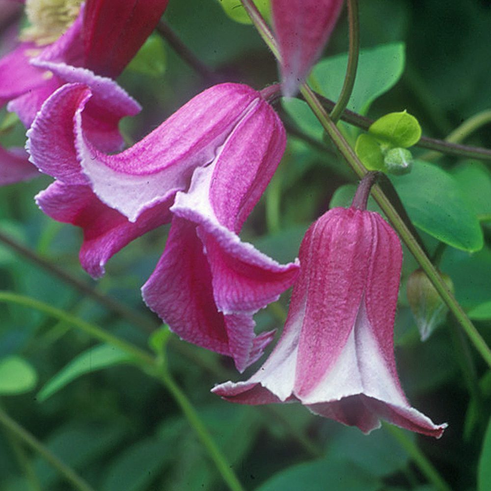 Close-up of 'Etoile Rose' Clematis with pink and white bell-shaped flowers hanging from leafy green stems, highlighting the beauty of this flowering vine against a softly blurred background - Photo Courtesy of Donahue's Clematis