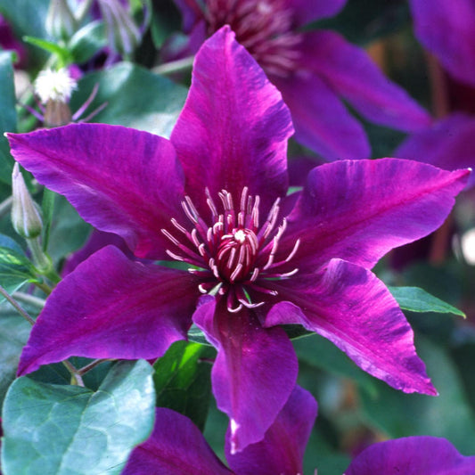 A vibrant Fleuri™ Clematis in bloom displays six large purple petals and white-tipped stamens, surrounded by green leaves with another compact clematis partly visible in the background - Photo Courtesy of Donahue's Clematis