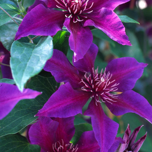 Fleuri™ Clematis features striking pointed purple petals with white-tipped stamens and lush green leaves - Photo Courtesy of Donahue's Clematis