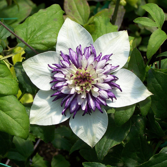 A close-up of 'Florida Sieboldii' Clematis shows creamy white flowers with large outer petals, a dense center of purple and white petals with purple stamens, all framed by lush green leaves - Photo Property of Garden Crossings LLC.