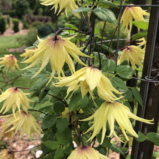 Bright yellow, star-shaped flowers with slender petals bloom on the leafy Funyella® Clematis vine, creating a charming focal point in any outdoor garden - Photo Property of Garden Crossings LLC.