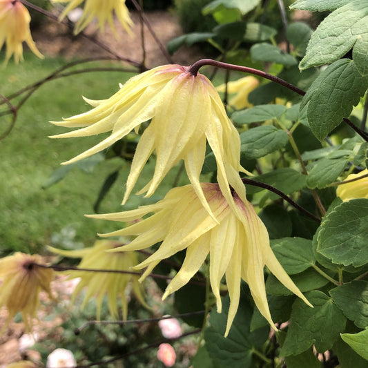 Close-up of pale yellow, spiky, bell-shaped Funyella® Clematis flowers with green leaves in the background, displayed in an outdoor garden - Photo Property of Garden Crossings LLC.