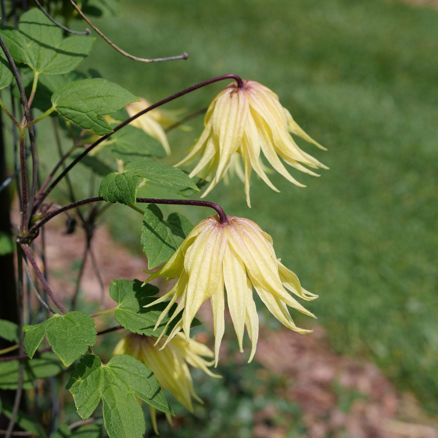 Two Funyella® Clematis yellow, bell-shaped flowers with long, thin petals hanging from green-leaved vines, seen against a blurred grass and soil background - Photo Courtesy of Proven Winners, Inc.