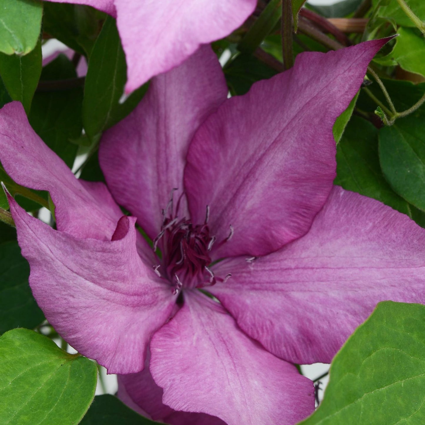A close-up of the Garland® Giselle™ Clematis shows its vibrant purple, large-pointed petals and dark central stamens, beautifully set against lush green leaves on this compact clematis variety - Photo Courtesy of Donahue's Clematis