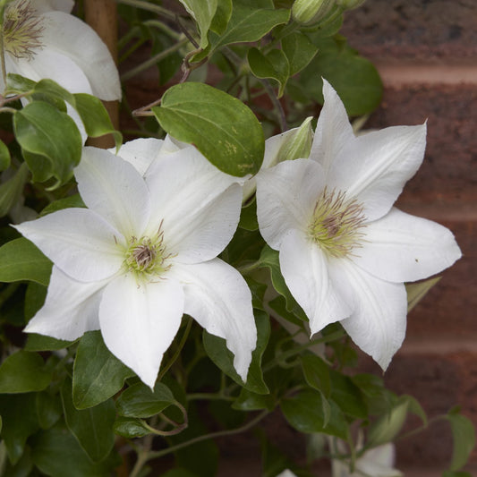 Two large, pure white Guernsey Flute™ Clematis flowers with light green centers and star-shaped blooms are surrounded by green leaves, growing against a brick wall - Photo Courtesy of Donahue's Clematis