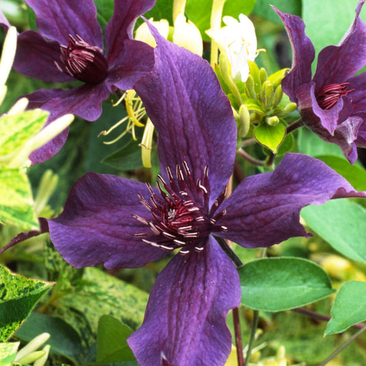 A close-up of the vibrant Guiding Promise™ Clematis, a compact variety with five purple petals and dark stamens, blooms in a patio planter. Green leaves and glimpses of other purple and yellow flowers complete the scene - Photo Courtesy of Donahue's Clematis