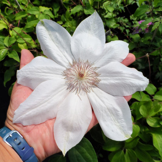 A hand with a blue wristband holds a large white ‘Henryi’ Clematis flower, featuring pointed petals and a light purple center, set against the green leaves of this beautiful flowering vine - Photo Property of Garden Crossings LLC.