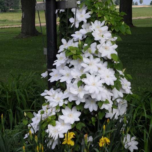 A lush cluster of 'Henryi' Clematis, a striking bright white flowering vine, climbs a pole in the garden, surrounded by green leaves, yellow flowers at its base, and set against grass and trees in the background - Photo Property of Garden Crossings LLC.