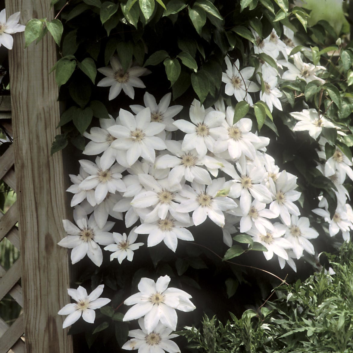 Henryi' Clematis - Photo Courtesy of Walters Gardens, Inc.