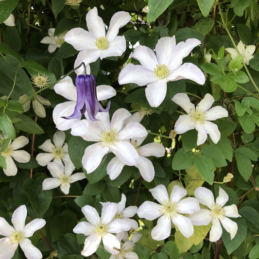 White 'Huldine' Clematis blooms with yellow-centered flowers amid green leaves, while a purple, bell-shaped reblooming clematis adds striking contrast to this vibrant climbing vine display - Photo Property of Garden Crossings LLC.