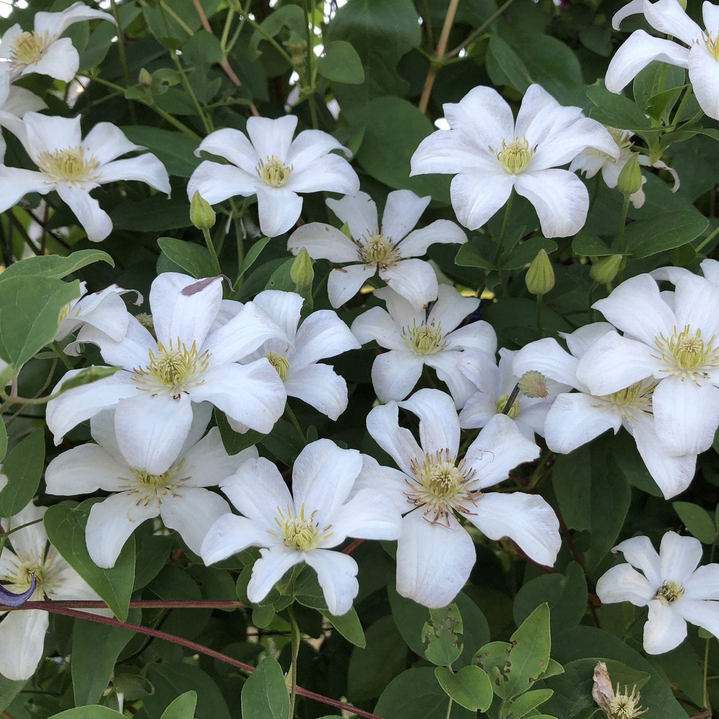 Clusters of white 'Huldine' Clematis flowers with yellow centers bloom among green leaves, creating a lush, vibrant display - Photo Property of Garden Crossings LLC.