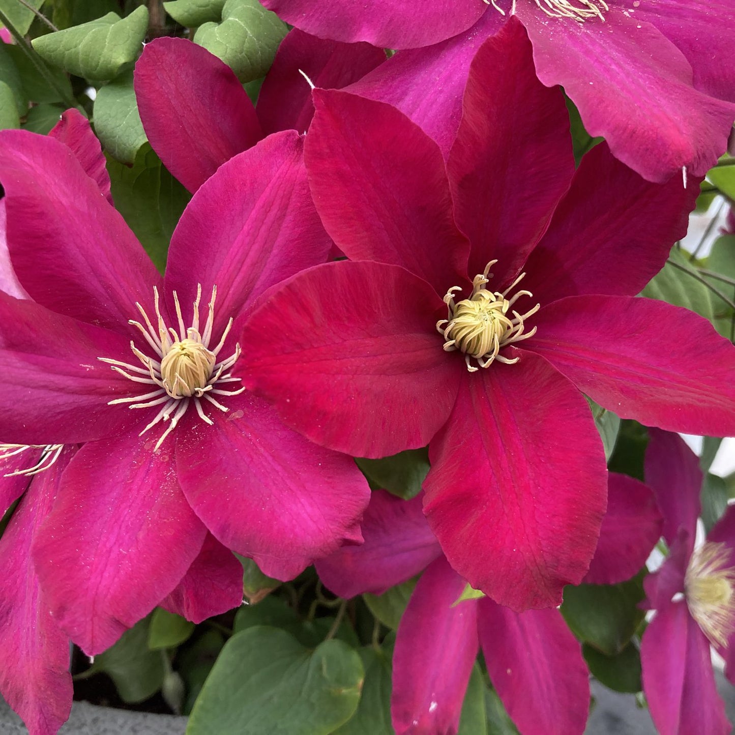 Boulevard® Issey™ Clematis - Photo Courtesy of Donahue's Clematis