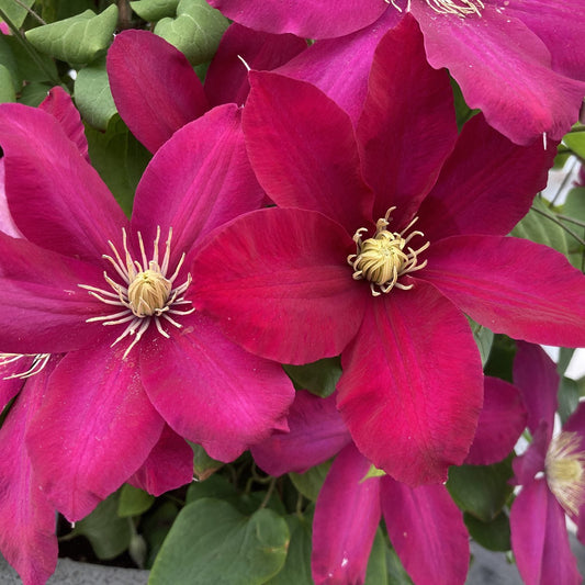 Close-up of vibrant magenta Boulevard® Issey™ Clematis flowers with striking yellow centers, set against lush green leaves - Photo Courtesy of Donahue's Clematis