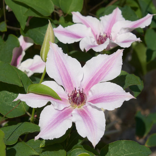 Ithemba™ Clematis is a compact climber with green leaves and white flowers accented by pink stripes on each petal. In the foreground, one vibrant bloom is fully open, while more blossoms and a bud appear in the background - Photo Courtesy of Donahue's Clematis