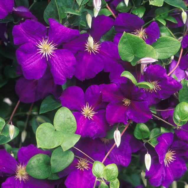 The 'Jackmanii' Clematis features vibrant purple blooms with yellow centers and green leaves, plus unopened buds - Photo Courtesy of Donahue's Clematis