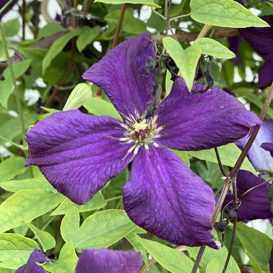 A vibrant purple 'Jackmanii' Clematis flower with four broad petals and a yellow-white center blooms among green vines and stems in a vertical garden - Photo Property of Garden Crossings LLC.