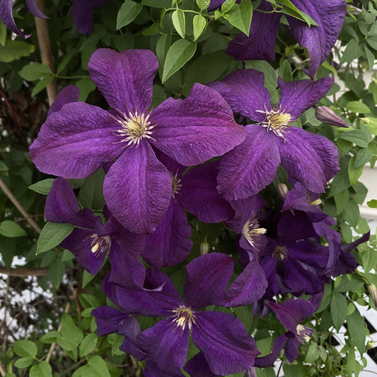 Several large, vibrant purple flowers with pointed petals and yellow centers bloom on 'Jackmanii' Clematis vines, surrounded by green leaves—creating a striking focal point for vertical gardens - Photo Property of Garden Crossings LLC.