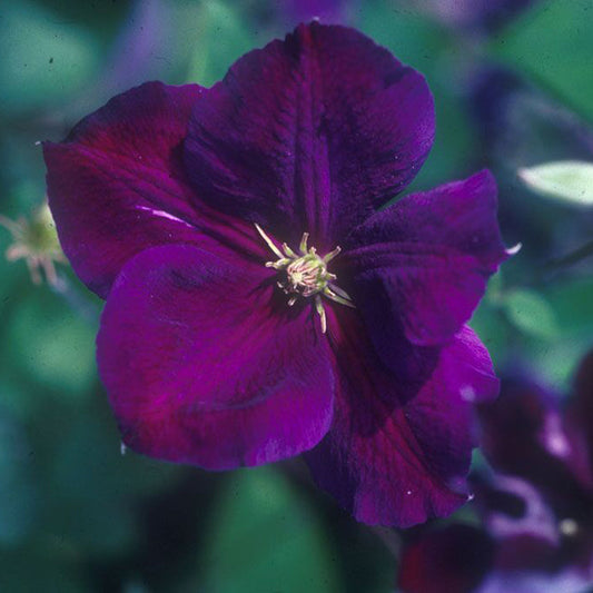 A close-up of the 'Jackmanii Superba' Clematis, a late-season bloomer with five rich purple petals and yellow stamens at its center, set against a softly blurred green background - Photo Courtesy of Donahue's Clematis