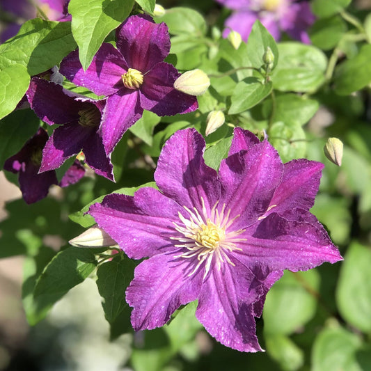 Close-up of vibrant Jolly Good™ Clematis flowers in bloom, a popular climbing plant, with lush green leaves and several unopened buds, all bathed in bright sunlight - Photo Property of Garden Crossings LLC.