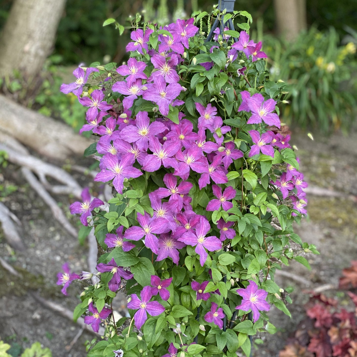 A lush cluster of Jolly Good™ Clematis blooms in vibrant purple on a climbing plant, surrounded by green leaves outdoors, with tree roots and natural foliage in the background - Photo Property of Garden Crossings LLC.