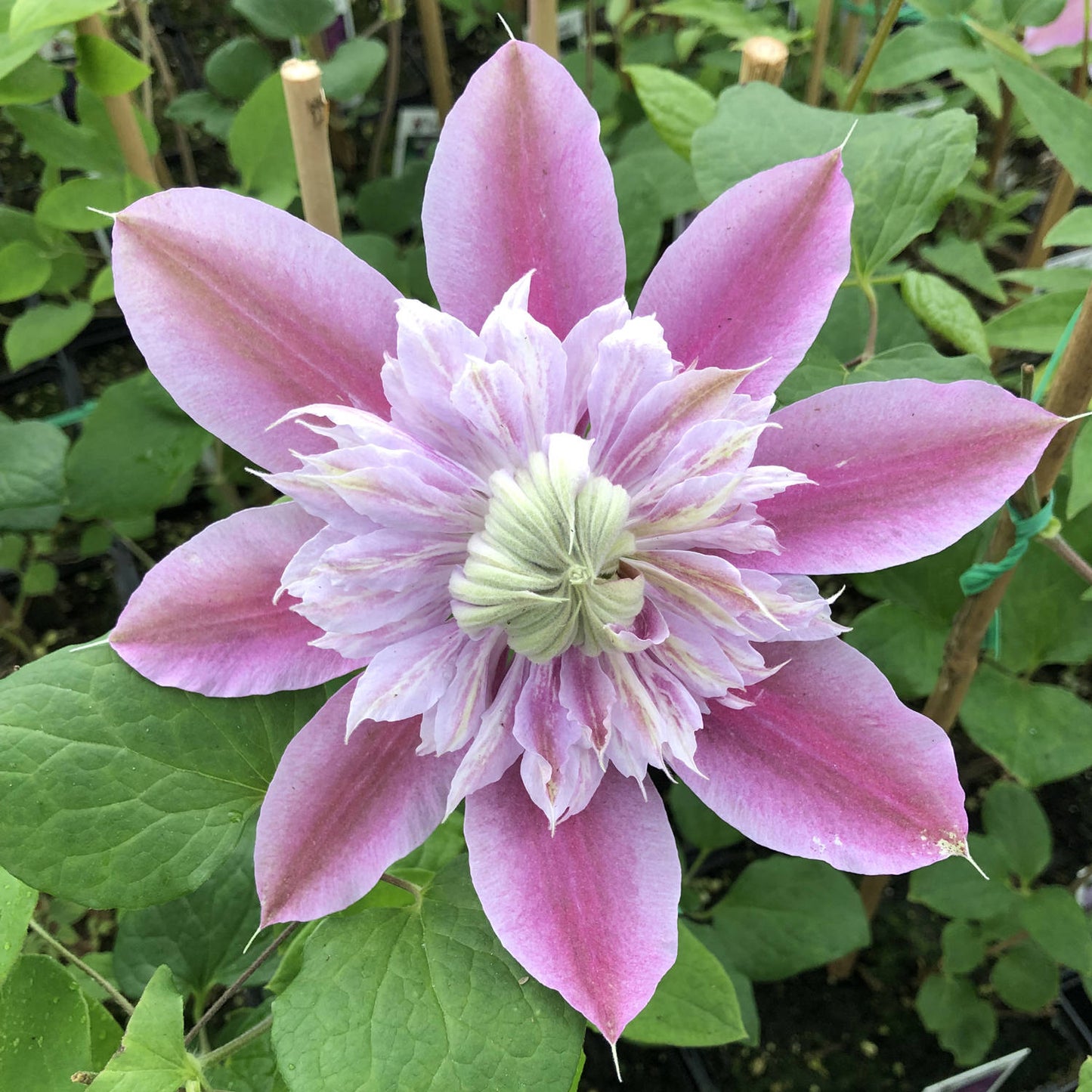 Close-up of the Regal® Josephine™ Clematis features large, lavender-pink blooms with pointed petals and a layered center, set against lush green foliage - Photo Property of Garden Crossings LLC.