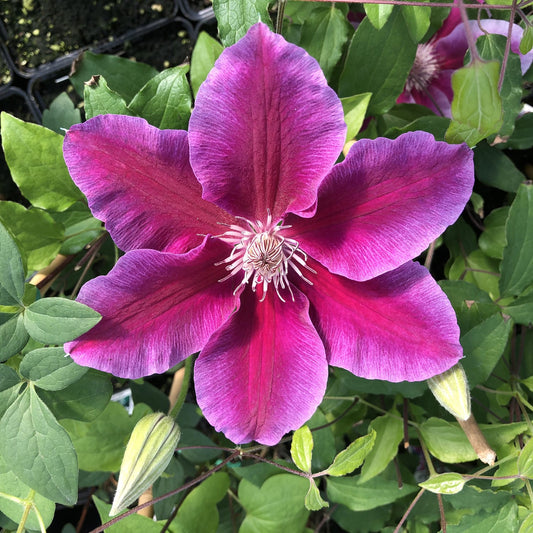 The 'Kilian Donahue' Clematis features vibrant purple and magenta six-petaled blooms with white centers, green leaves, and buds - Photo Property of Garden Crossings LLC.