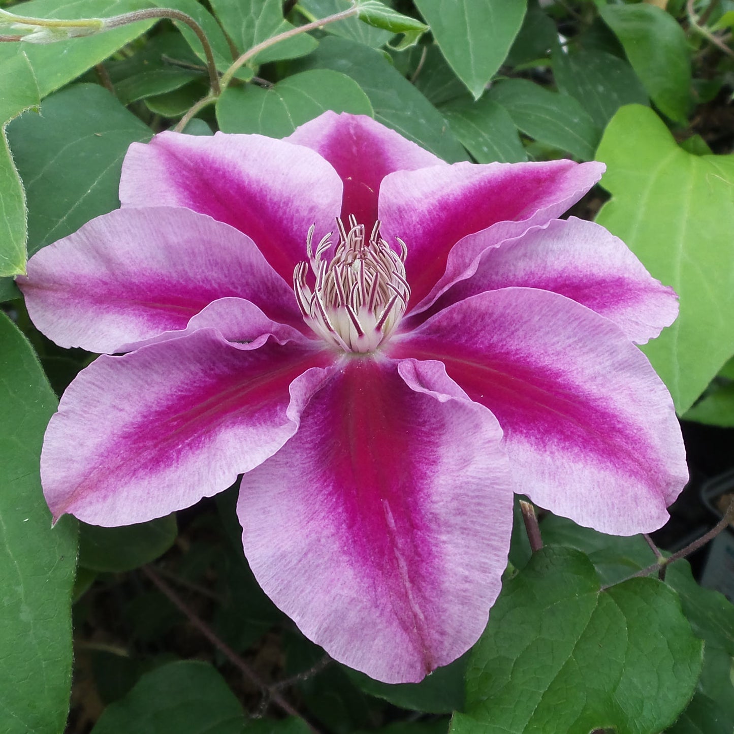 Kilian Donahue' Clematis - Photo Property of Garden Crossings LLC