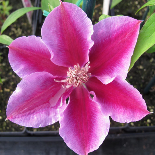 A close-up of the vibrant pink 'Kilian Donahue' Clematis, a repeat bloomer with six white-edged petals and cream stamens, set against softly blurred green leaves and soil - Photo Property of Garden Crossings LLC.