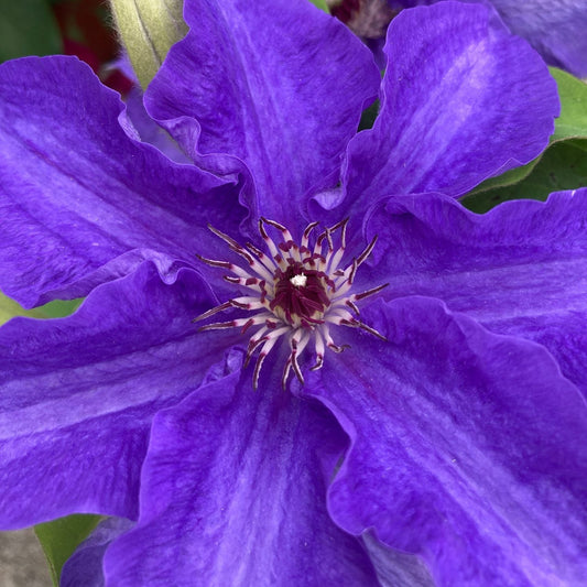 Close-up of Lindsay™ Clematis, a vibrant purple large-flowered variety with ruffled petals and a spiky white-maroon center, surrounded by green leaves - Photo Courtesy of Donahue's Clematis