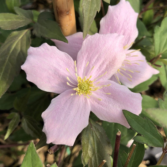 A close-up of the fragrant 'Montana Rubens' Clematis shows its pale pink four-petaled flowers with yellow stamens, surrounded by green leaves on this blooming vine - Photo Property of Garden Crossings LLC.