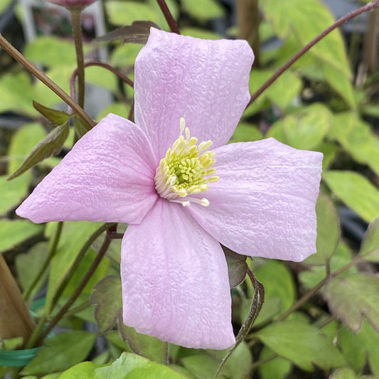 A close-up of a 'Montana Rubens' Clematis shows its fragrant pale pink flowers with four wrinkled petals, yellow stamens at the center, and green leaves, highlighting the blooming beauty of this flowering vine - Photo Property of Garden Crossings LLC.