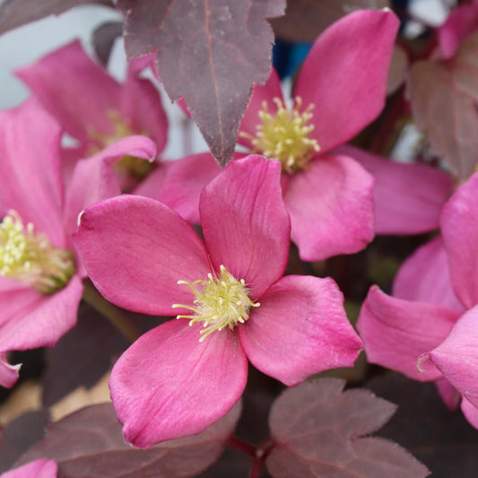 Close-up of Moongate Mocha™ Clematis features bright pink, five-petaled blooms with yellow centers and dark purple-green foliage. The vine stands out vividly in focus against a gently blurred background - Photo Courtesy of Proven Winners, Inc.