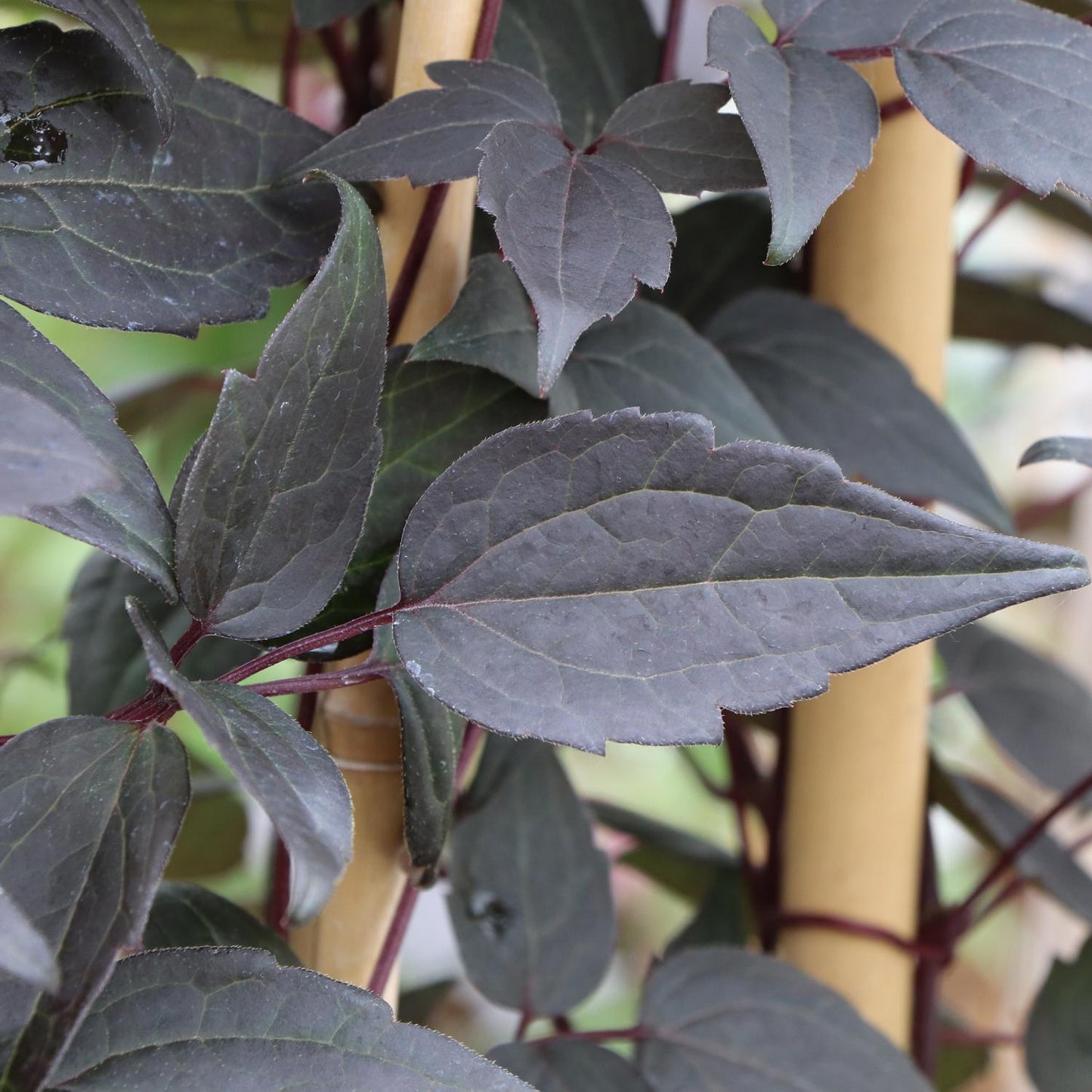 Moongate Mocha™ Clematis - Photo Courtesy of Proven Winners, Inc.