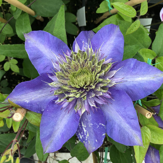 Multi -Blue' Clematis - Photo Property of Garden Crossings LLC