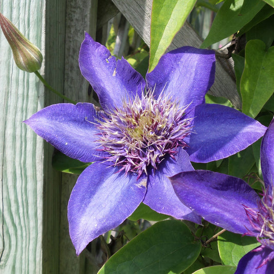 The 'Multi-Blue' Clematis, a vibrant purple double-flowering variety with pointed petals and a spiky yellow-purple center, blooms by a wooden fence among green leaves and a flower bud - Photo Property of Garden Crossings LLC.