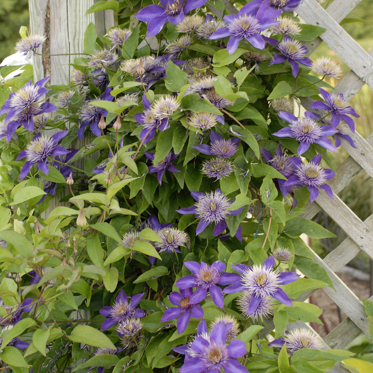 A wooden trellis displays a 'Multi-Blue' Clematis, its lush vine adorned with numerous purple flowers and green leaves, flourishing in an outdoor garden - Photo Courtesy of Walters Gardens, Inc. Decorative trellis not included.