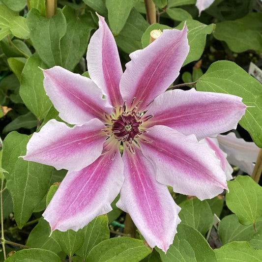 A close-up of a large 'Nelly Moser' Clematis in bloom, featuring eight-pointed petals with dark pink central stripes and a cluster of dark stamens, set against green leaves - Photo Property of Garden Crossings LLC.