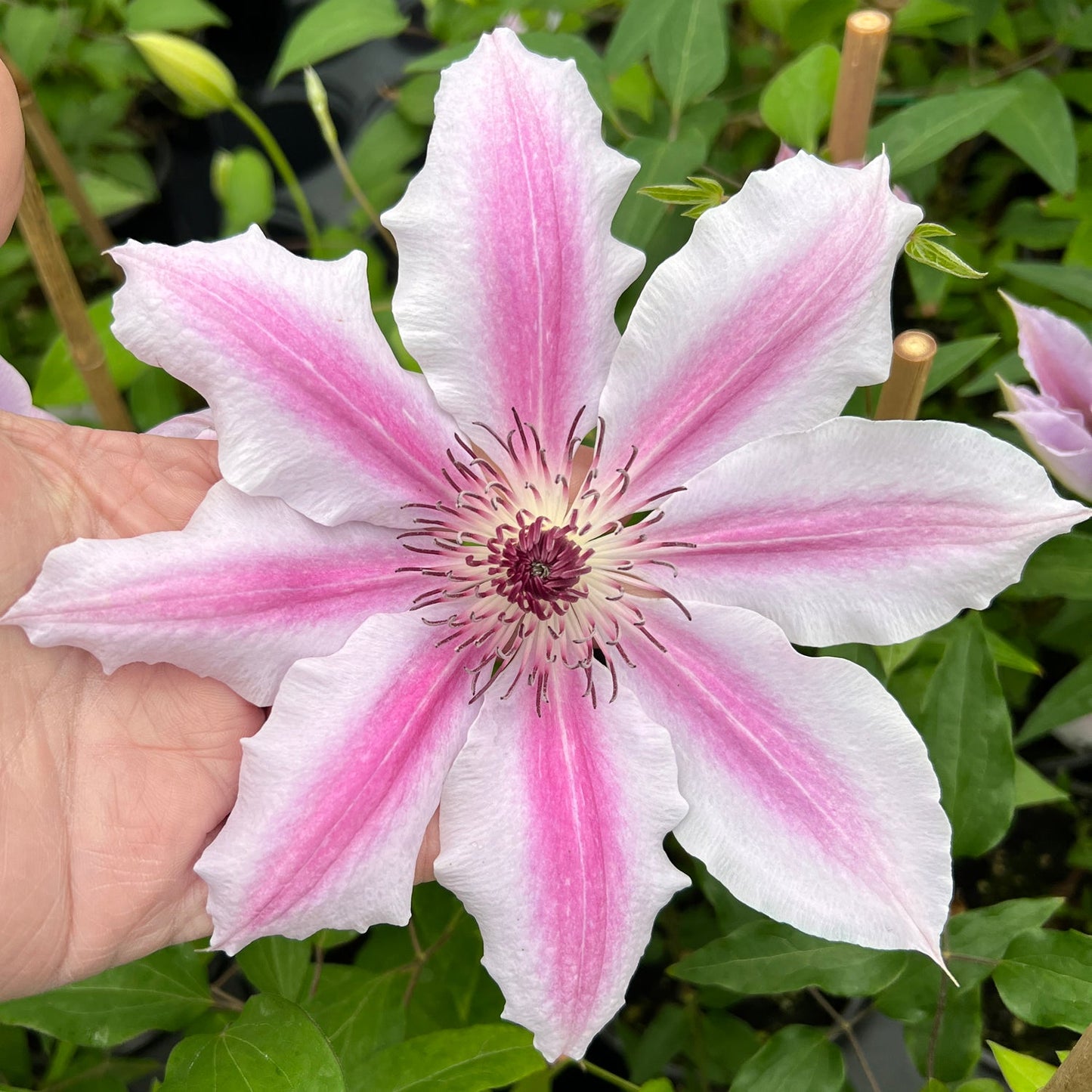 A hand holds a vibrant 'Nelly Moser' Clematis, with star-shaped white petals striped pink, set against lush green leaves - Photo Property of Garden Crossings LLC.