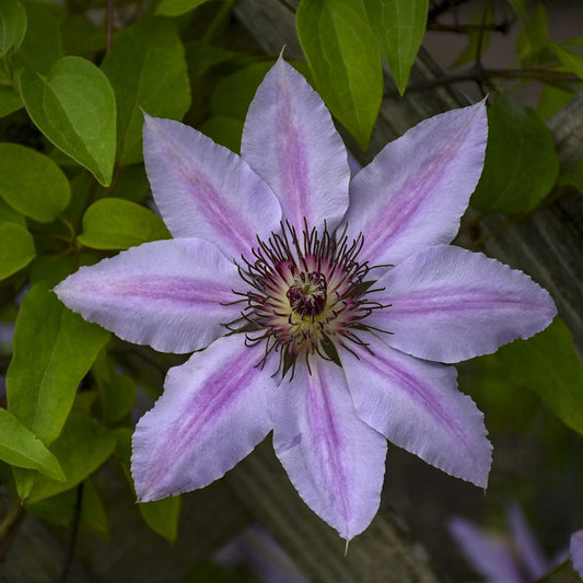 A close-up of the 'Nelly Moser' Clematis shows its large flowers with eight pointed pink-striped petals, set against green leaves and a wooden trellis in the background - Photo Courtesy of Walters Gardens, Inc.