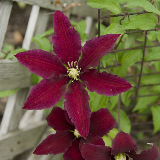 Niobe' Clematis - Photo Courtesy of Walters Gardens, Inc.