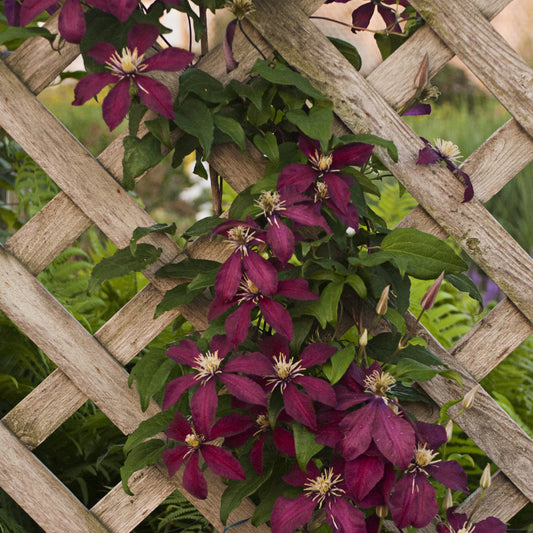 The 'Niobe' Clematis displays vibrant purple reblooming flowers with pale centers, climbing and spreading over a wooden lattice in the garden, surrounded by lush green leaves - Photo Courtesy of Walters Gardens, Inc. Decorative trellis not included.