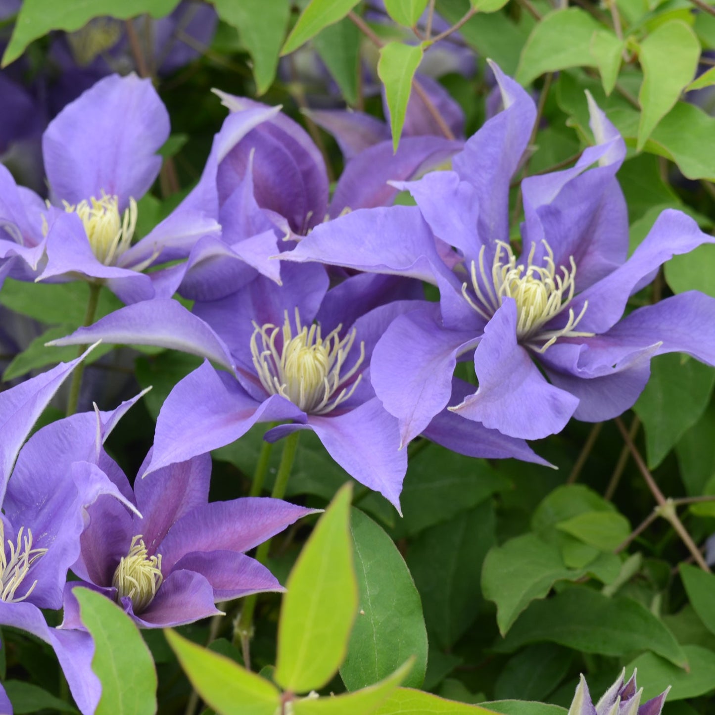 Close-up of several Boulevard® 'Olympia' Clematis blooms with striking, large, star-shaped purple petals with light yellow centers among lush green leaves - Photo Courtesy of Donahue's Clematis