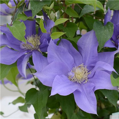 Close-up of vibrant purple Boulevard® 'Olympia' Clematis blooms with large petals and pale yellow centers, surrounded by green leaves - Photo Courtesy of Donahue's Clematis