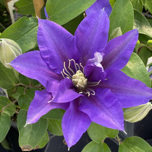 The Boulevard® 'Olympia' Clematis features vibrant purple pointed blooms with creamy centers, surrounded by lush green leaves and a few closed buds - Photo Property of Garden Crossings LLC.