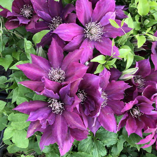 Several vibrant purple Tudor® Picardy™ Clematis flowers with pale, spiky centers bloom among green leaves - Photo Property of Garden Crossings LLC.