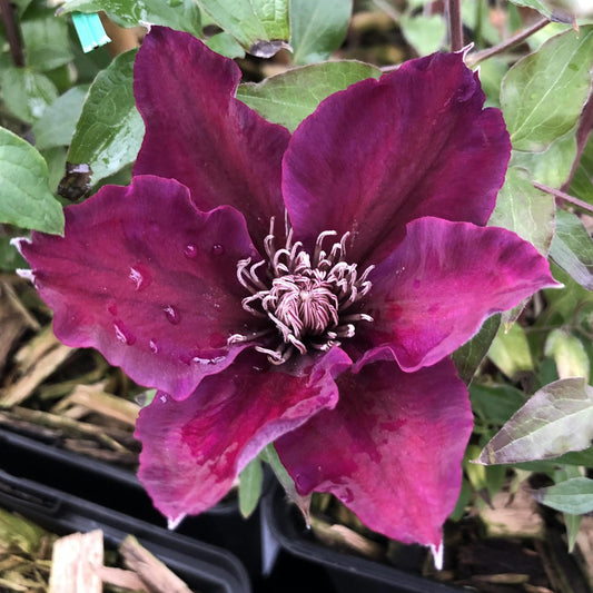 Tudor® Picardy™ Clematis - Photo Property of Garden Crossings LLC
