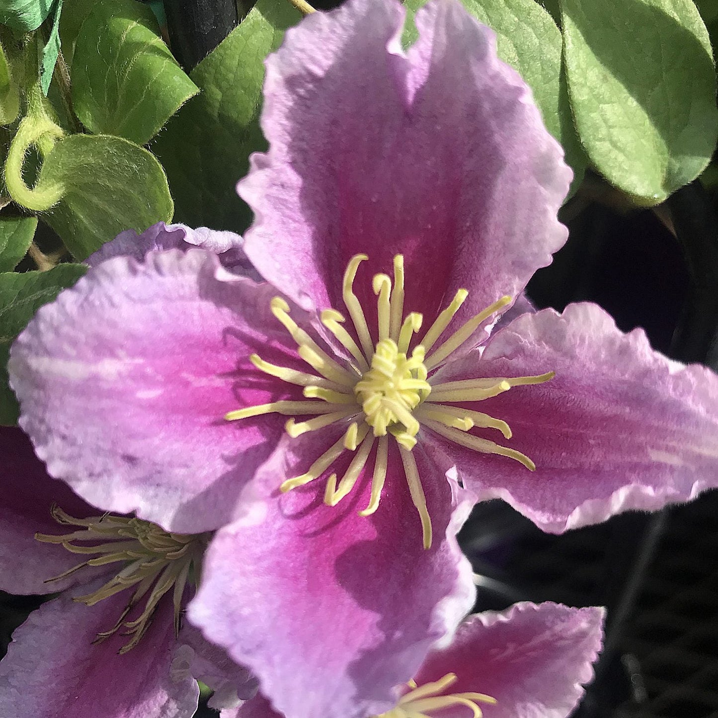 A close-up of a vibrant 'Piilu' Clematis flower with yellow stamens and green leaves in bright sunlight. Another compact 'Piilu' Clematis bloom appears partially in the lower left corner - Photo Courtesy of Donahue's Clematis